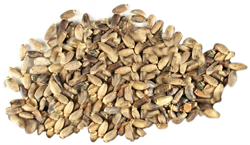 turmeric root and powder