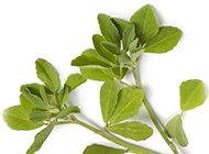 Fenugreek