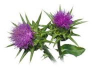 Milk Thistle